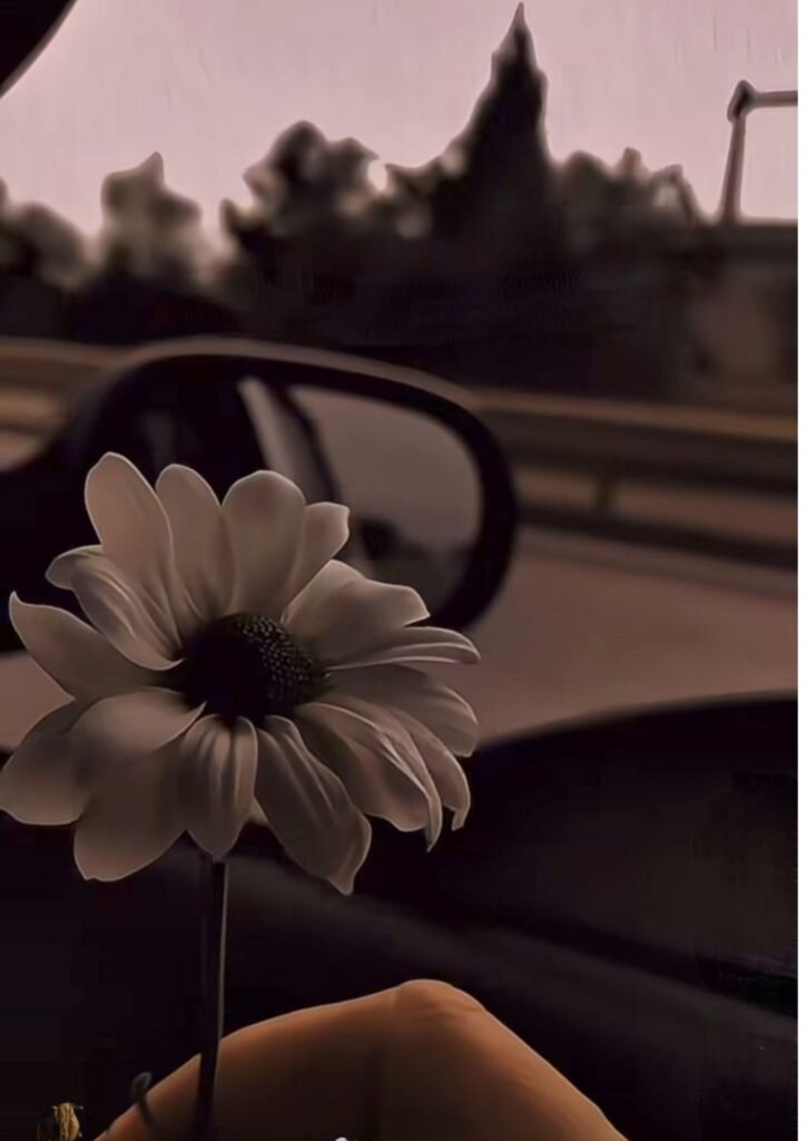 dp images