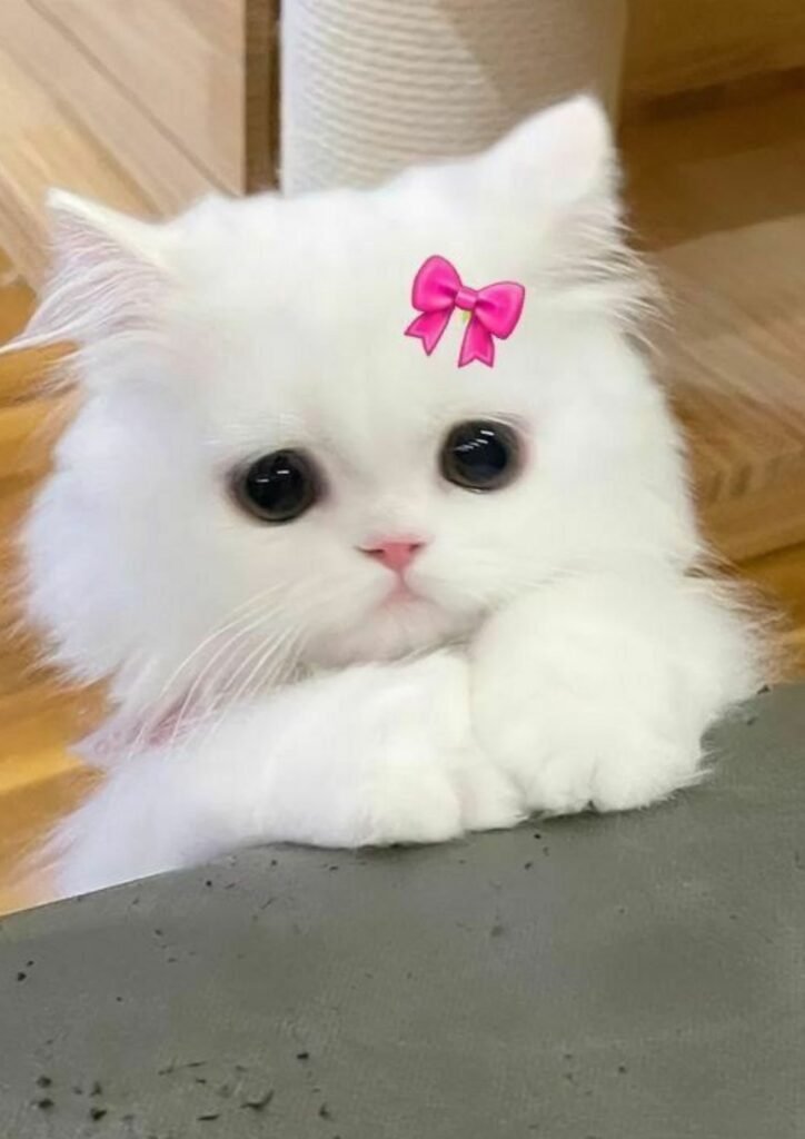 Girl Photo Dp