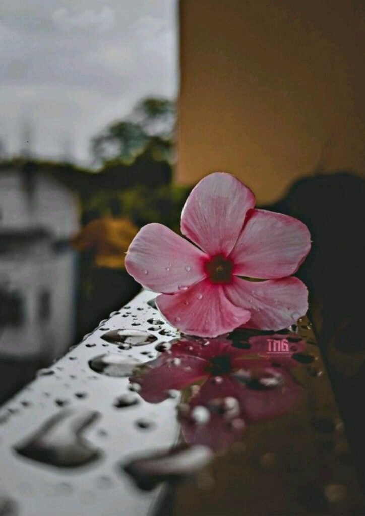 WhatsApp DP for Girls