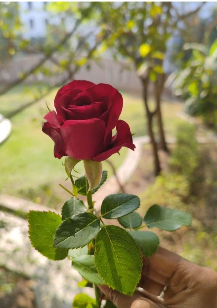 Best DP Pic For Whatsapp