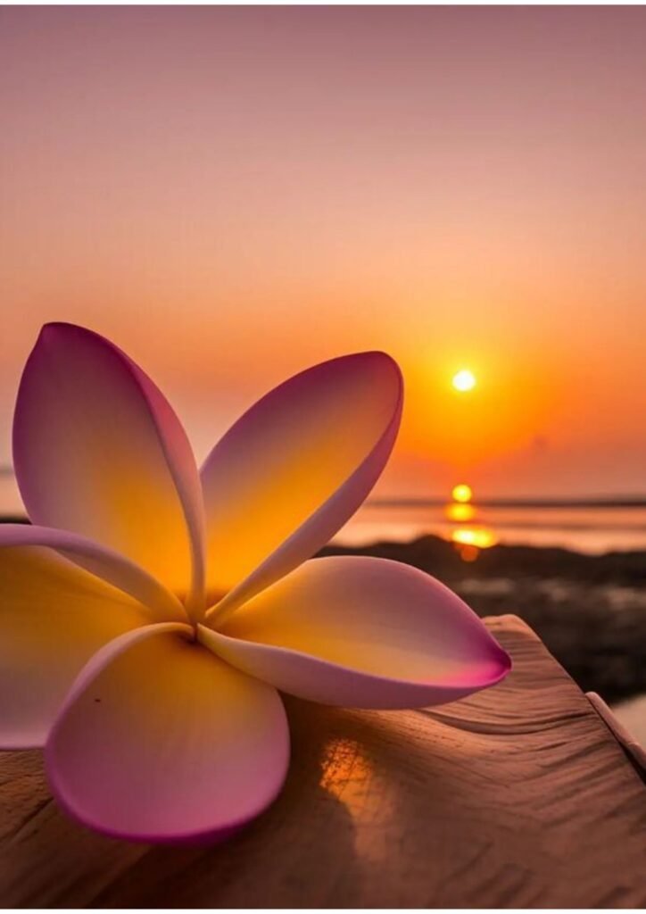 Best DP Pic For Whatsapp