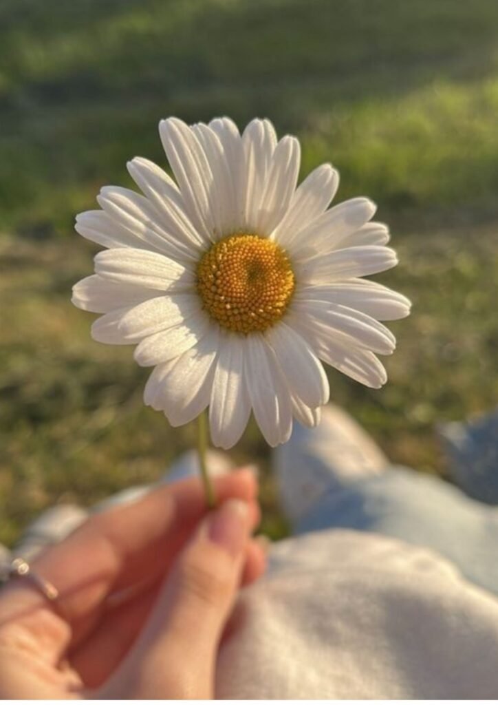 dp images