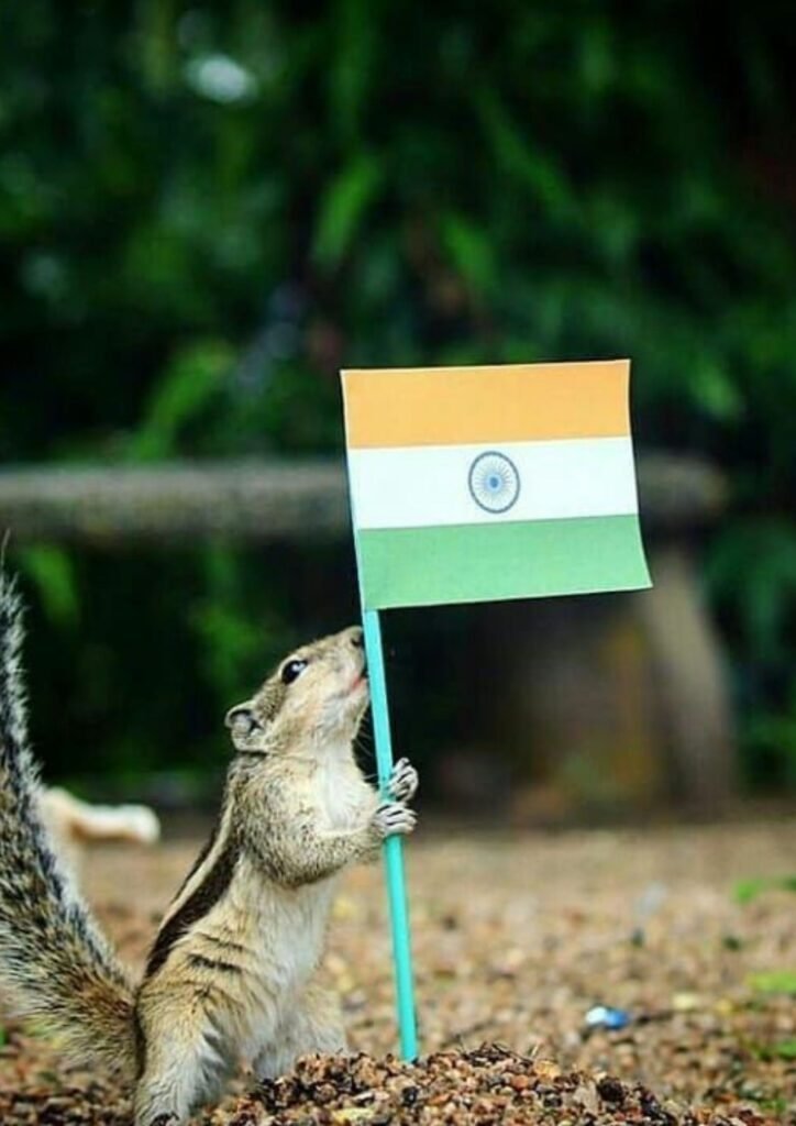 indian flag dp